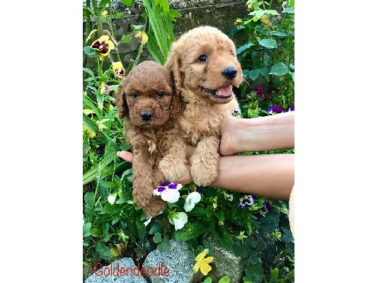 Goldendoodle F1